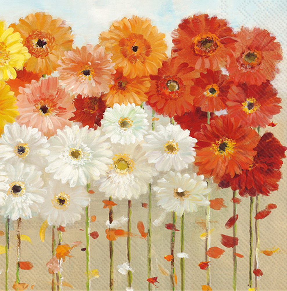 DAISIES FALL CN