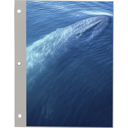 Refill For TR Series Albums