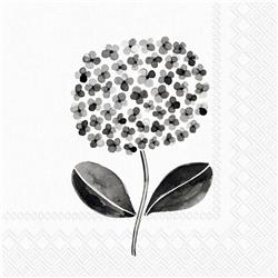 All About Black & White CN 20c